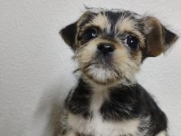 2.5 aylık 1 kg chihuahua yavru