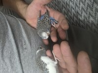 1 Aylık Muhabbet Kuşu