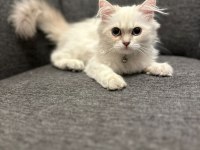 Süper kalite erkek british longhair