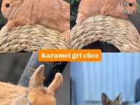 Tavşan yavruları gönderim vardır