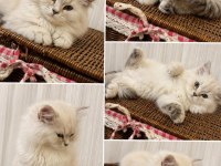 Erkek British Longhair