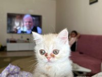 2.5 3 aylık British Shorthair Chinchilla yavrusu