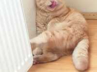 Scottish fold kedimize eş arama çiftleştirme