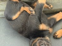Piyasanın en uygunu doberman yavruları