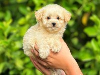 Irk ve Sağlık Garantili Orjinal Maltipoo Yavrular