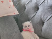 ÖZEL OLMAK İSTEYENLERE RAGDOLL YAVRULAR