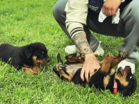 BABA TÜRKİYE ŞAMPİYONU ANNE BABA SRCLI SAFKAN KÖPEKLER