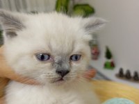 Safkan mavigöz blue point british shorthair