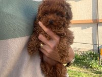 Toypoodle Yavrularımız