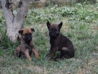 A Kalite Dişi Malinois Yavrular