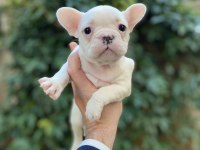 Güzeller Güzeli Çok Sevimli French Bulldog Yavrular