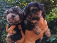 Yorkshire terrier yavru köpekleri