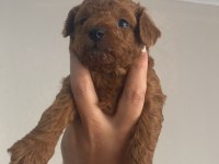 Toy Poodle Köpeğimiz