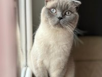 1.5 yaşında erkek scottish blue point