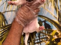 Kısa bacak jack russell