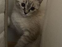 British shorthair kedilerim sahiplendirilecektir