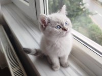 British shorthair blue