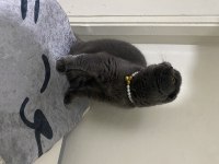 Ücretsiz sahiplendirme scottish fold kedimiz