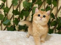 A kalite dişi erkek british shorthair