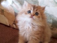 British longhair golden black