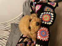 Aşılı Micro Çipli Poodle Erkek Yavrumuz