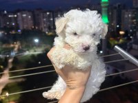 Kore maltese