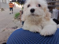Erkek maltipoo