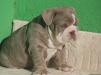 SİTENİN EN RENKLİ EN MÜTEVAZİ BULLDOG ŞEKERLERİ