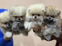 Petmode köpek çiftliğinde ziyarete açık pomeranian