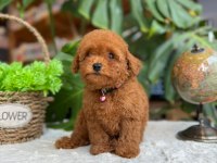 LİTTLEPAWS FARKIYLA ORJİNAL RED TOYPOODLE