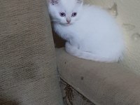British Shorthair 50 günlük bebekler