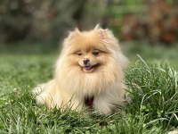 AÇIK RENK ÜST KALİTE GENÇ YETİŞKİN DİŞİ BOO POMERANİAN