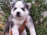 SAFKAN A KALİTE HUSKY YAVRULAR