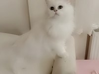 Full şecereli Ns 12 british longhair