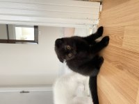 Kahverengi scottish fold yavrusu için yuva