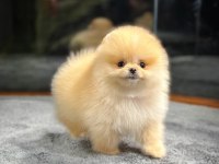 AA Kalite Safkan Garantili Pomeranian Yavrular