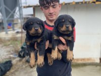 A KALİTE KOCA KAFA ROTTWEİLER YAVRULARI