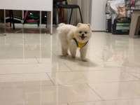 POMERANİAN BOO 9 AYLIK EN İYİSİ
