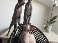 Tüysüz canada sphynx yavru