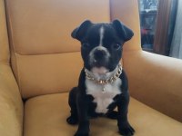 Dişi Eğitimli 60 Günlük French Bulldog Efsane Irk!