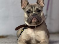 Dişi French Bulldog 9 Aylık
