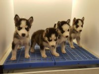 Husky Sibirya Yavruları