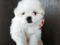 Maltese yavrularımız gelmiştir