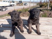 Belçika malinois 37 günlük orijinal yavrular