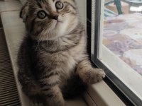 Saf ırk scottish fold golden cat