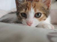 Calico Şans Kedisi