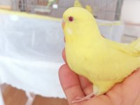 Çift yavru veren muhabbet kuşları