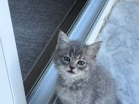 British shorthair sevimli patiler
