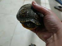 Büyük boy su kaplumbağası