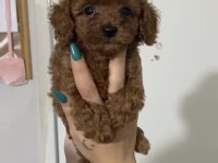 Yeni açılan toy poodle çiftliğimizden garantili yavrular